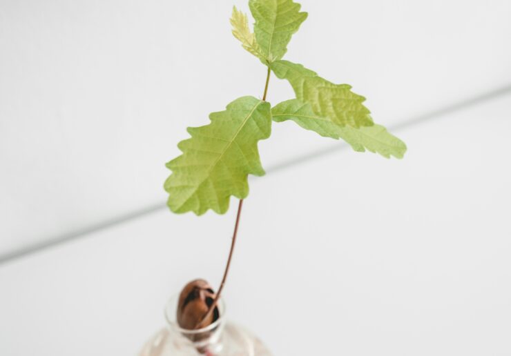 Acorn